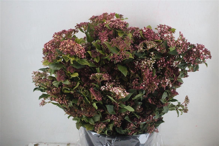 <h4>Viburnum Blooming Valery P Bunch</h4>