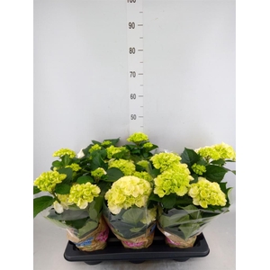 Hydrangea mac. 'Schneeball'