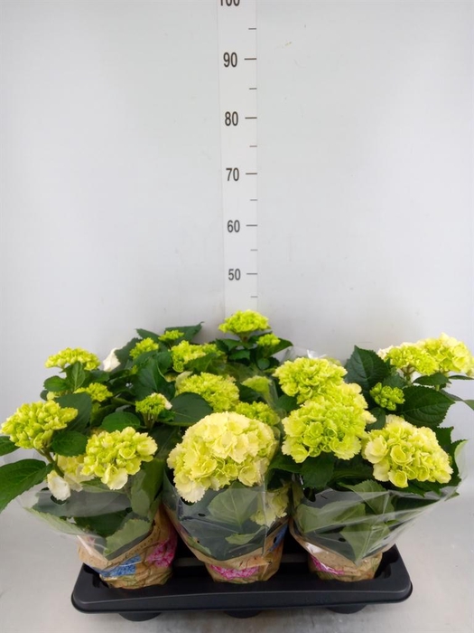 <h4>Hydrangea mac. 'Schneeball'</h4>