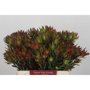 Leucadendron Blush Spray