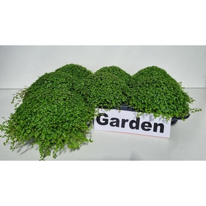 SOLEIROLIA SOLEIROLI