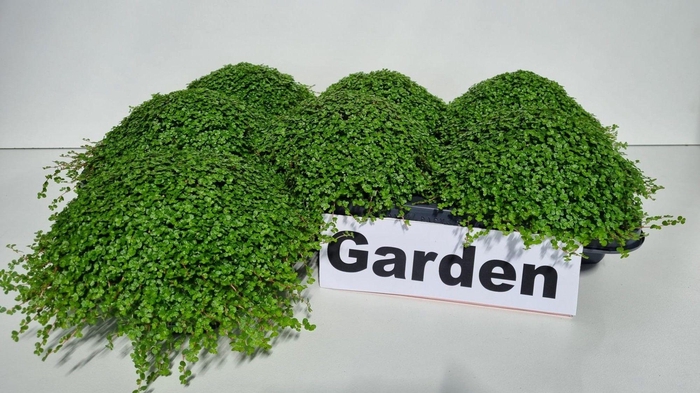 <h4>SOLEIROLIA SOLEIROLI</h4>