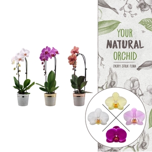 Christmas | 1 spike Cascade mix | Isabel keramiek