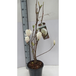 MAGN SO ALBA SUPERBA