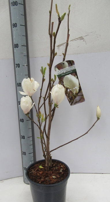 <h4>MAGN SO ALBA SUPERBA</h4>