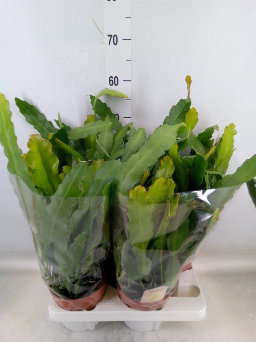 <h4>Epiphyllum   ...</h4>