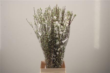 <h4>Prunus Gland White</h4>
