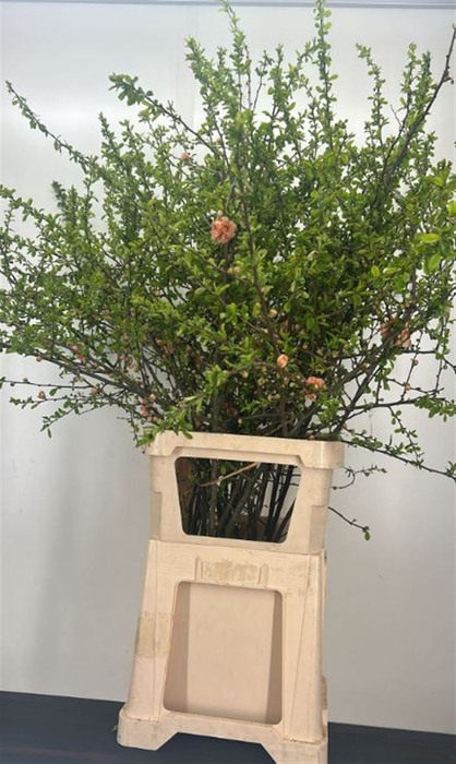 <h4>Chaenomeles Zalm</h4>