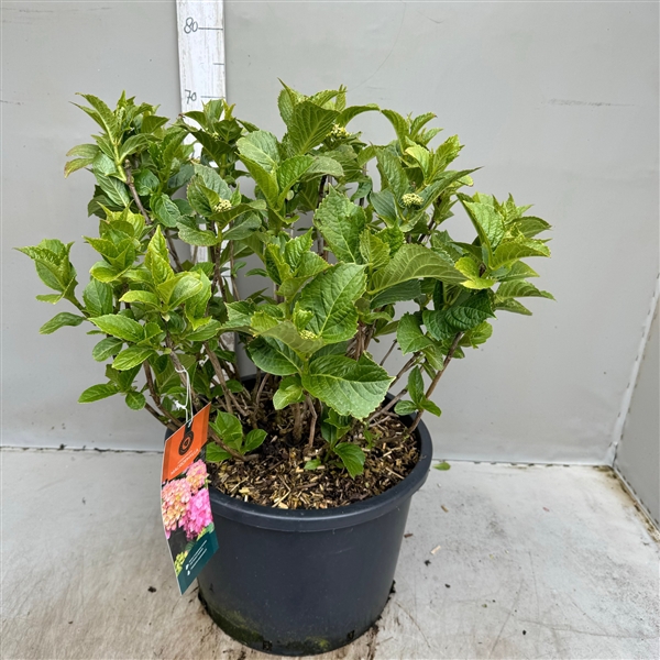 Hydrangea macrophylla roze p40 / 25 ltr 65-80 cm