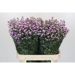 Aster Baby Pink Pearl
