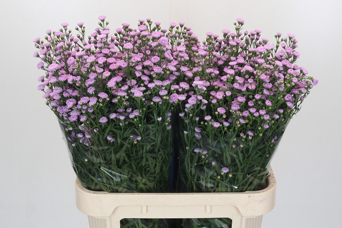 <h4>Aster Baby Pink Pearl</h4>