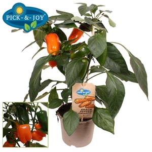 PAPRIKA PLANTEN
