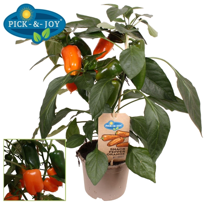<h4>PAPRIKA PLANTEN</h4>