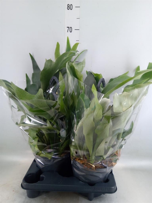 <h4>Platycerium bifurc.</h4>