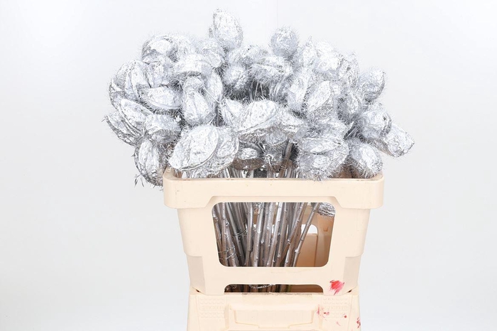 <h4>Ascl Moby Dick Kl Bh Zilver</h4>