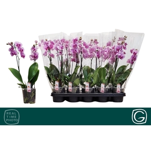 PHAL MF OV ROZE