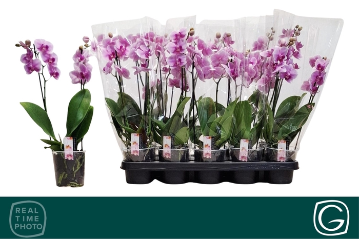 <h4>PHAL MF OV ROZE</h4>