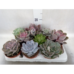 Echeveria   ...mix