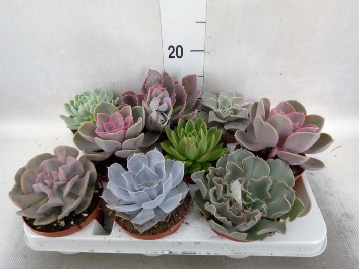 Echeveria   ...mix