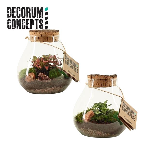 <h4>Arrangementen kamerplanten groen H%</h4>