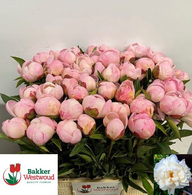 <h4>PAEO L GARDENIA</h4>