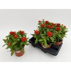 ZINNIA OV