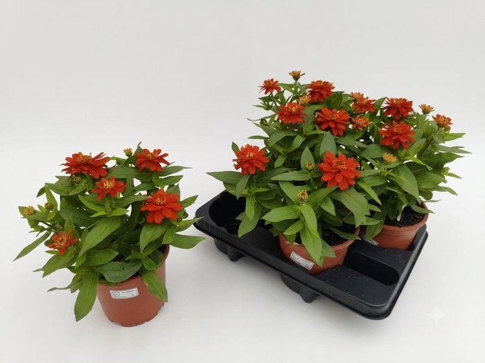 <h4>ZINNIA OV</h4>