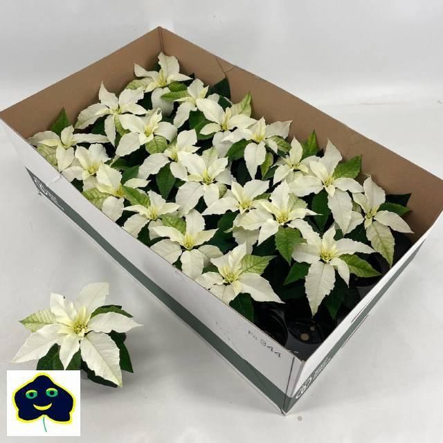 <h4>EUPHOR P PRI P WHITE</h4>