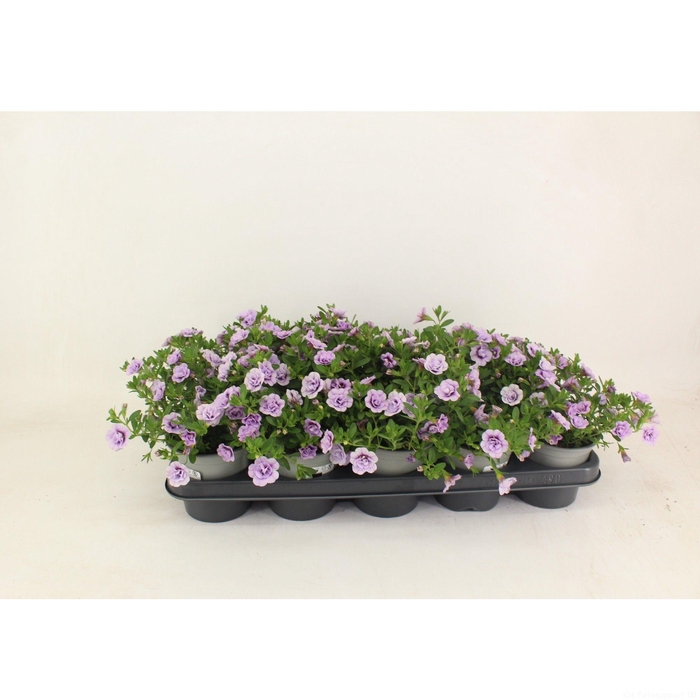 <h4>Calibrachoa Doubble Lavender</h4>