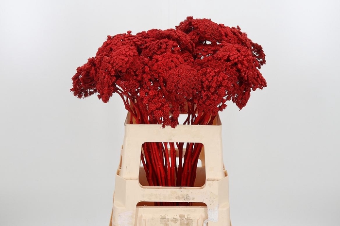 Ammi Zaad Kl Bh Rood