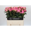 Paeonia Glory Hallelujah