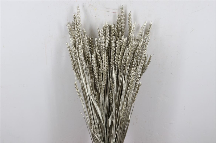 Dried Triticum Platina Bunch