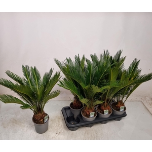 CYCAS REVOLUTA