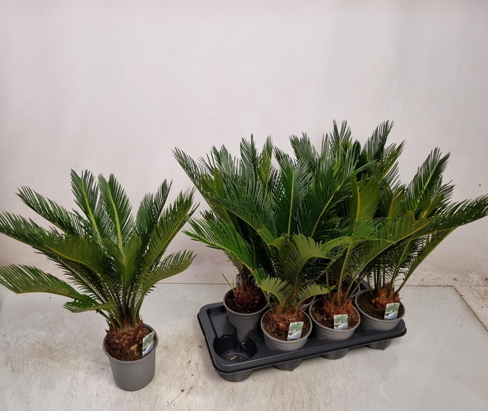 <h4>CYCAS REVOLUTA</h4>