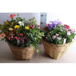 ARR TUINPLANTEN
