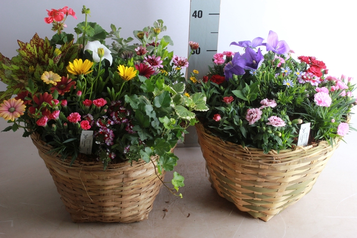 <h4>ARR TUINPLANTEN</h4>