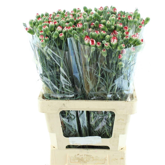 <h4>DI TR MINUETTO</h4>