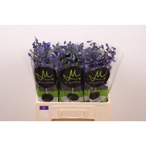 DELPH EN BELLA AN AZ