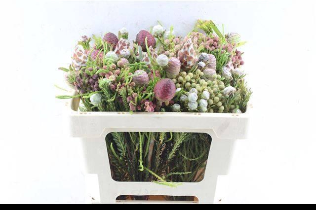 <h4>KAAPS GROE GEM IN BS</h4>