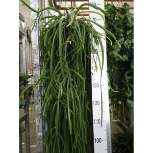 Lepismium bolivianum