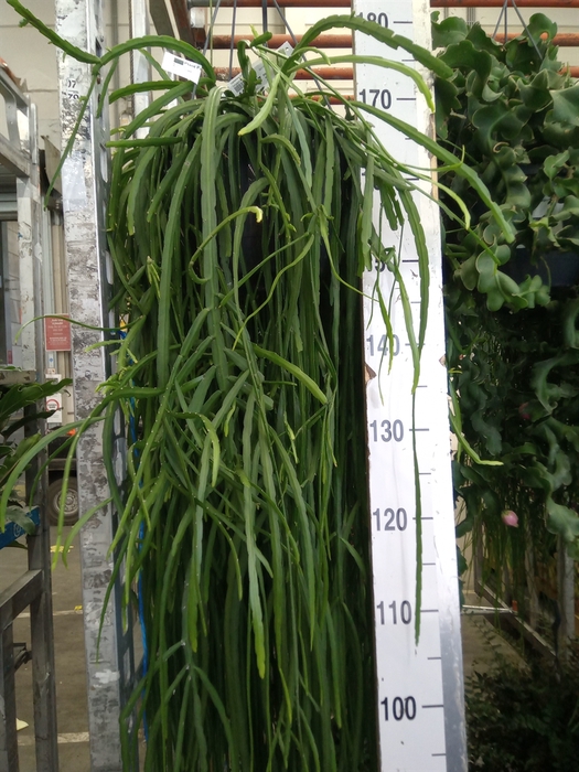 <h4>Lepismium bolivianum</h4>