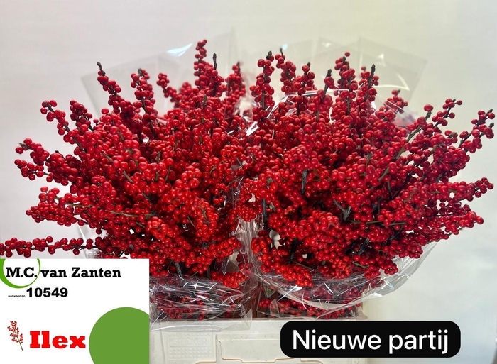 <h4>ILEX VE RODE BES</h4>