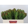 Leucadendron Goldstrike