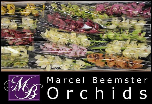 <h4>CYMB MI GEM</h4>