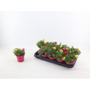 Portulaca grand. 'Happy Hour'  .mix