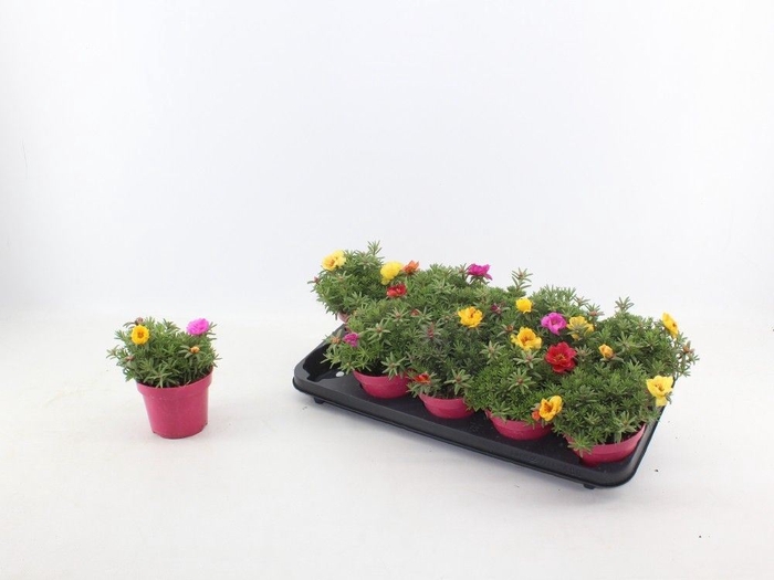 <h4>Portulaca grand. 'Happy Hour'  .mix</h4>