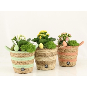 70983: Easter arrangement