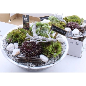 ARR SEMPERVIVUM