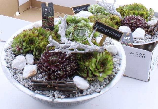 <h4>ARR SEMPERVIVUM</h4>