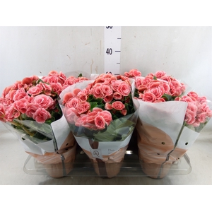 Begonia elat. DU 'Borias'